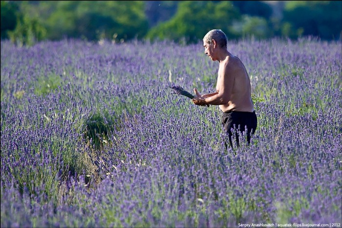 Hoa oải hương ở bán đảo Crimea, Ukraina